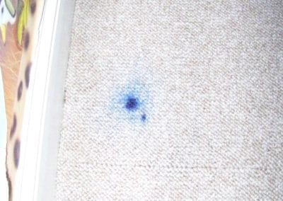 How to Get a Stain Out of My Carpet Portland Maine
