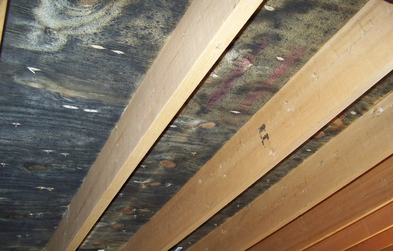 Mold Remediation Portland Mold Remediation Maine Enviroclean