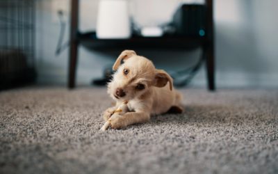 Pet-Safe Carpet Cleaning