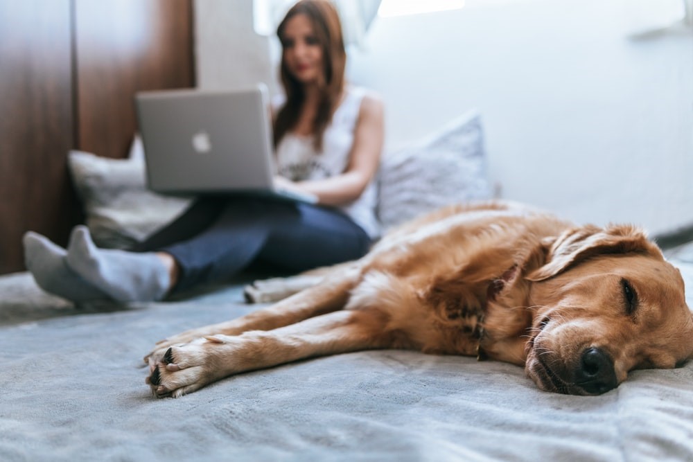 dog laying on a bed next to a women on her lap top