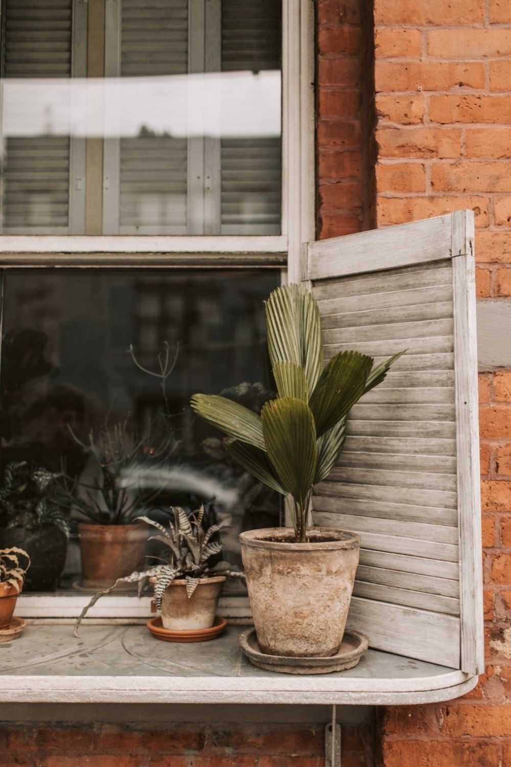 Plants placed on a windowsill that can lead to a build-up of moisture