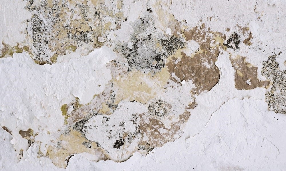 Mold spores on a damp wall