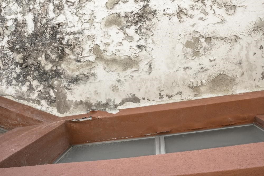 3 Genius Tips for Preventing Black Mold Formation in Your Home