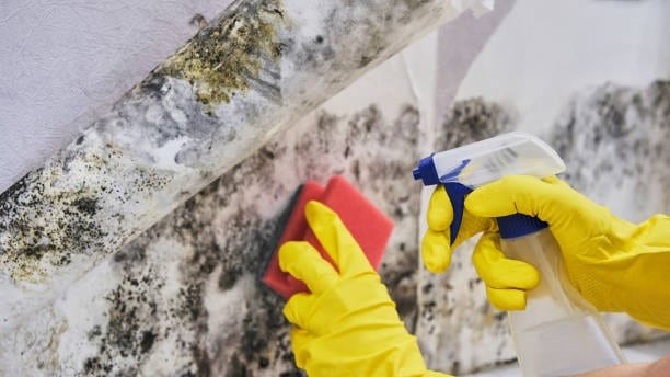 Close up of professional using gloves and cleaning materials to remove mold