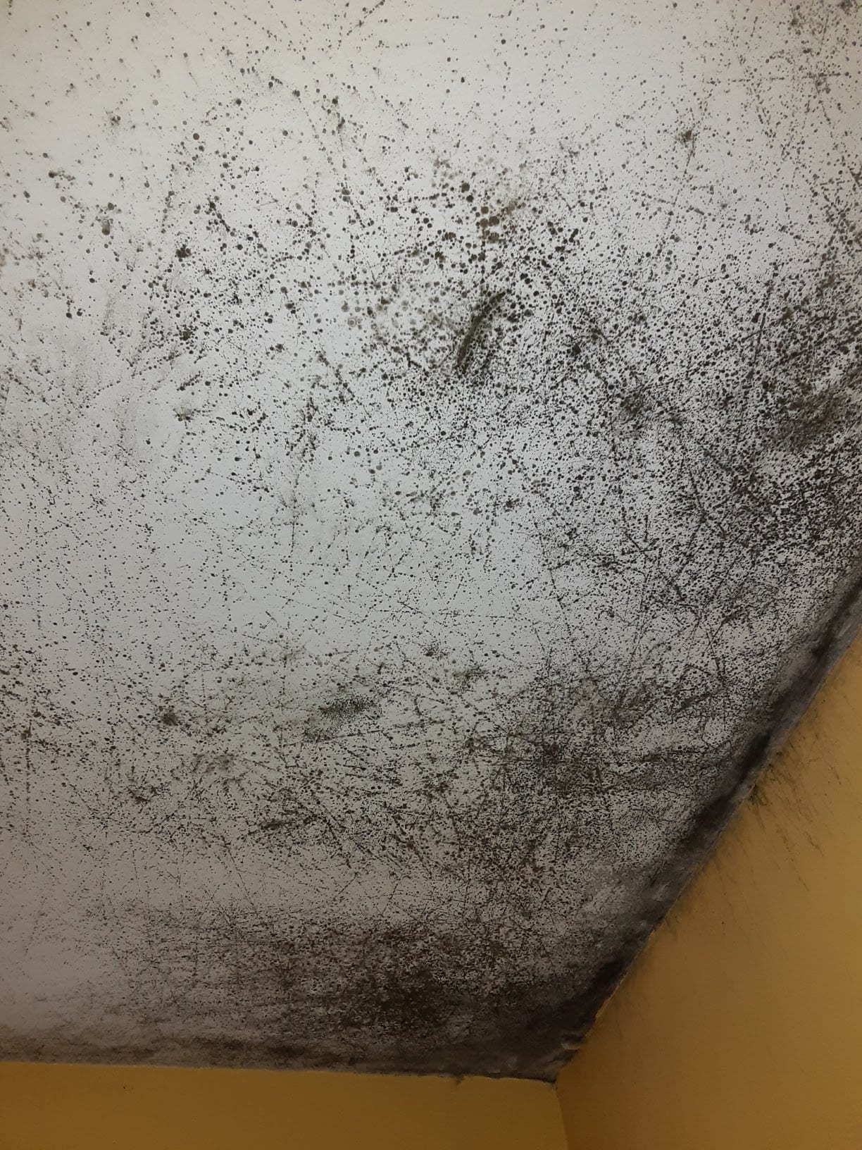 Mold on ceiling of house