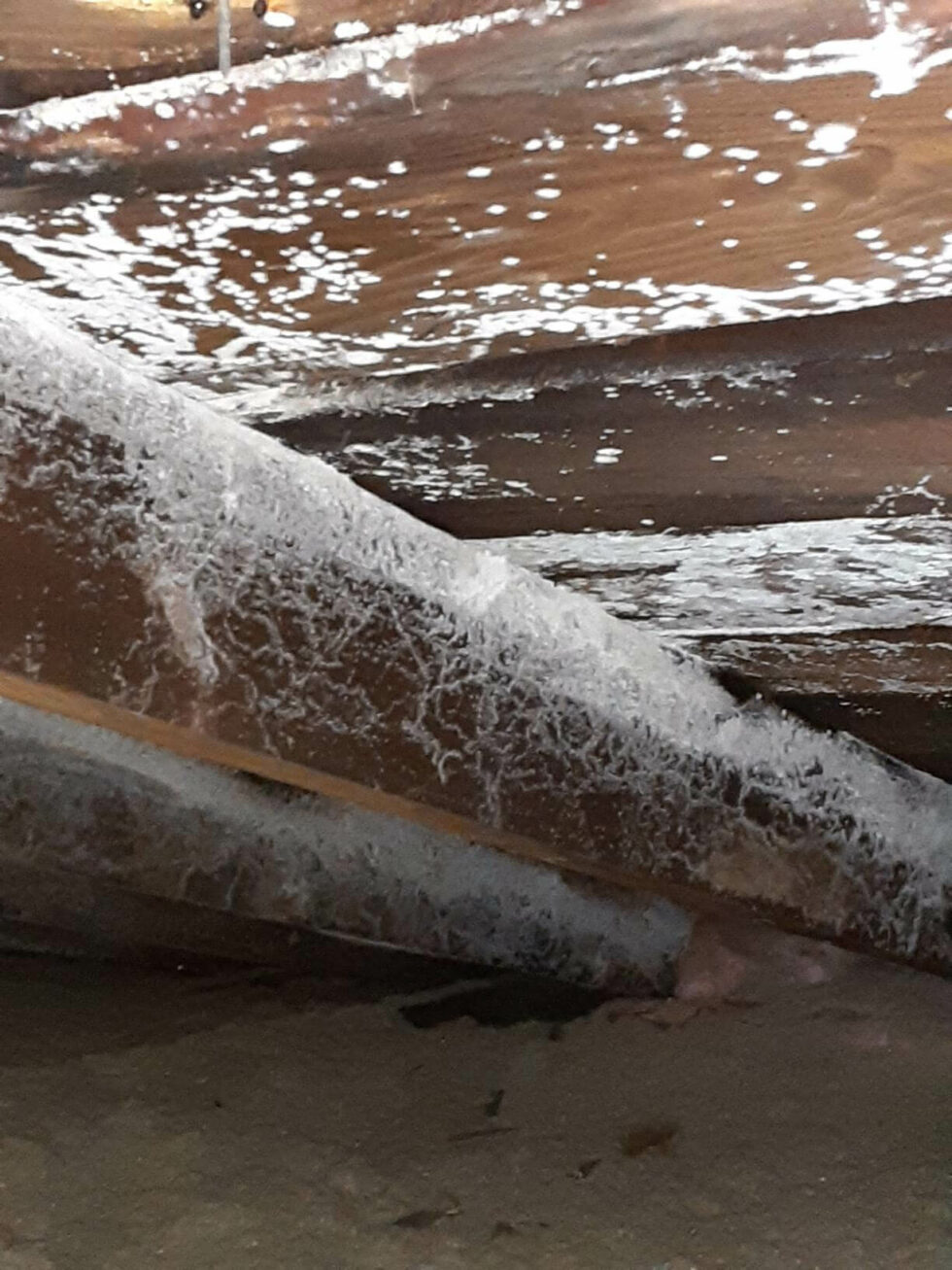 Mold Remediation Portland Mold Remediation Maine Enviroclean