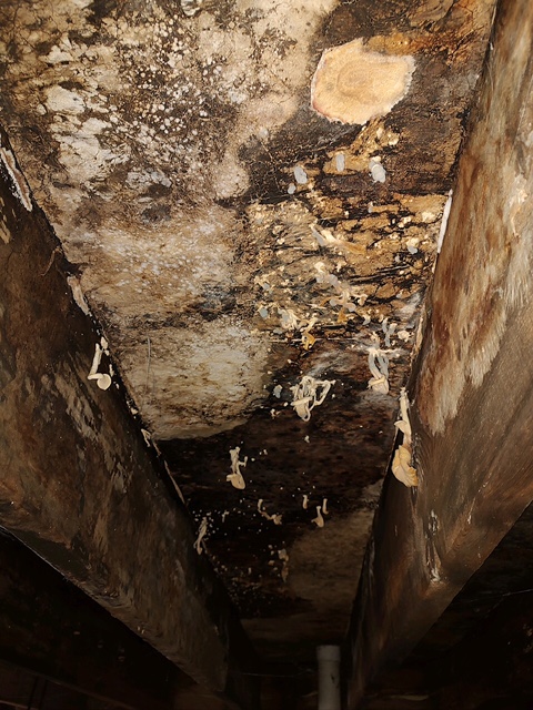 ceiling mold